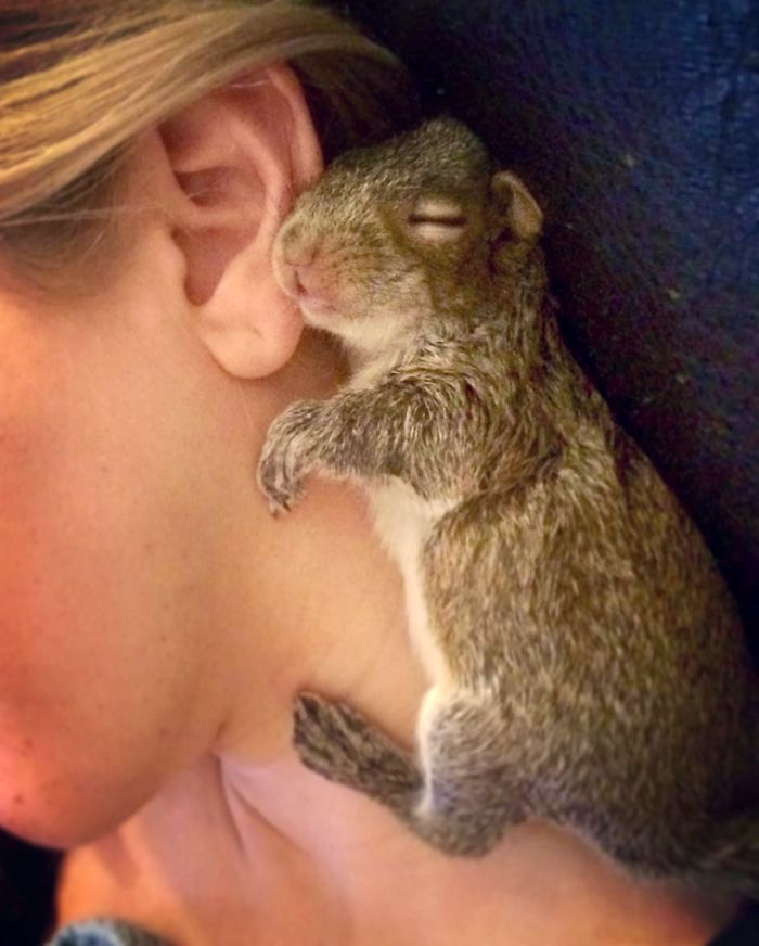 Man Finds Baby Squirrel On His Bed, And It Grows Up To Be The Most Adorable Pet Man Finds Baby Squirrel On His Bed, And It Grows Up To Be The Most Adorable Pet
