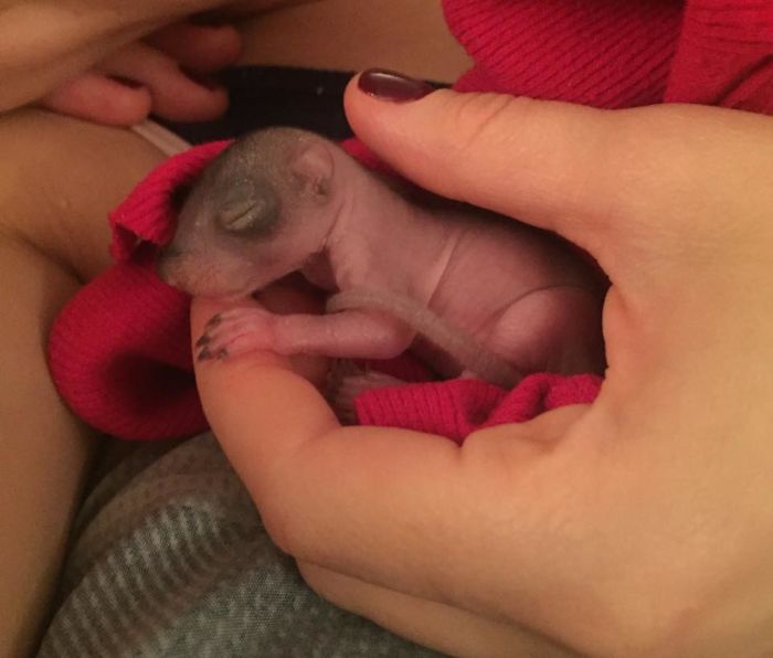 Man Finds Baby Squirrel On His Bed, And It Grows Up To Be The Most Adorable Pet Man Finds Baby Squirrel On His Bed, And It Grows Up To Be The Most Adorable Pet