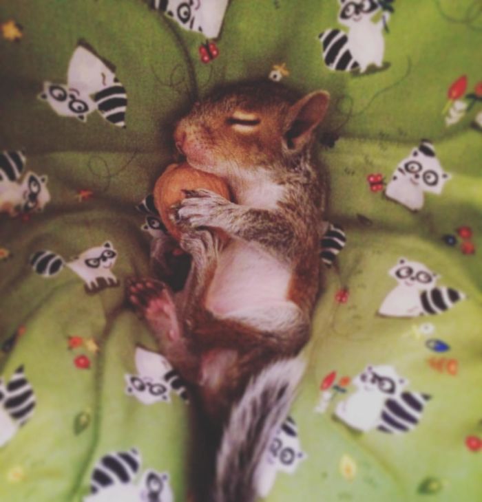 Man Finds Baby Squirrel On His Bed, And It Grows Up To Be The Most Adorable Pet Man Finds Baby Squirrel On His Bed, And It Grows Up To Be The Most Adorable Pet
