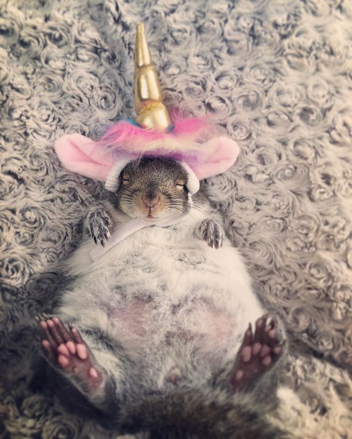 Man Finds Baby Squirrel On His Bed, And It Grows Up To Be The Most Adorable Pet Man Finds Baby Squirrel On His Bed, And It Grows Up To Be The Most Adorable Pet