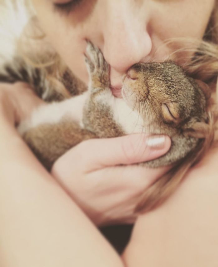 Man Finds Baby Squirrel On His Bed, And It Grows Up To Be The Most Adorable Pet Man Finds Baby Squirrel On His Bed, And It Grows Up To Be The Most Adorable Pet