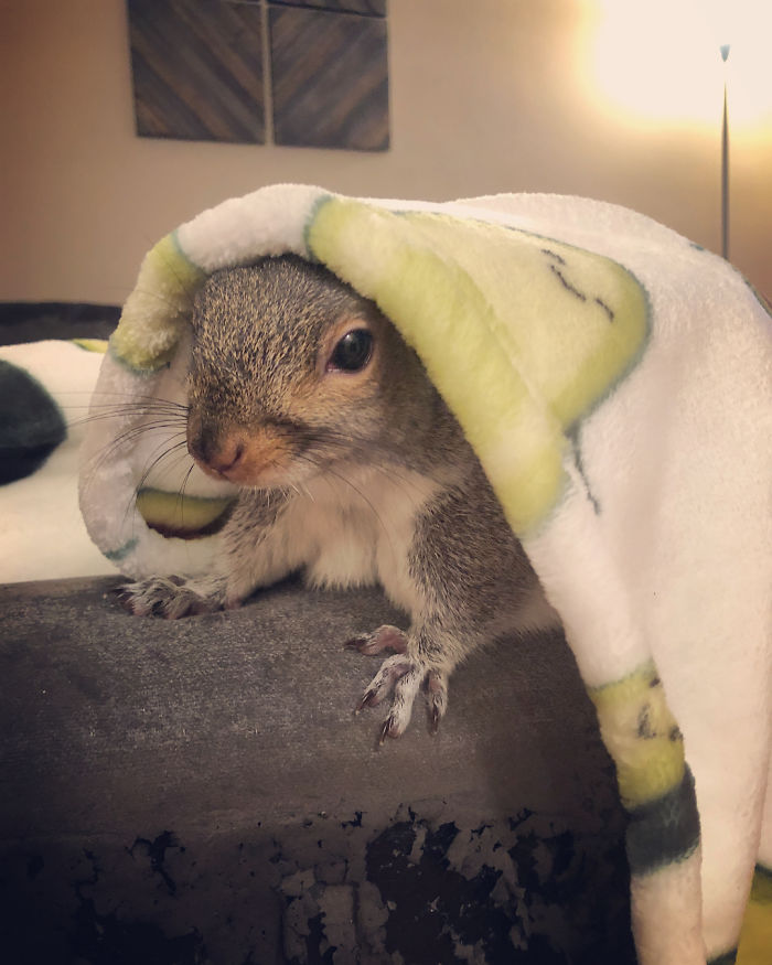 Man Finds Baby Squirrel On His Bed, And It Grows Up To Be The Most Adorable Pet Man Finds Baby Squirrel On His Bed, And It Grows Up To Be The Most Adorable Pet