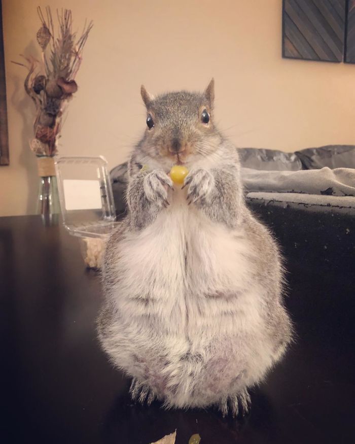 Man Finds Baby Squirrel On His Bed, And It Grows Up To Be The Most Adorable Pet Man Finds Baby Squirrel On His Bed, And It Grows Up To Be The Most Adorable Pet