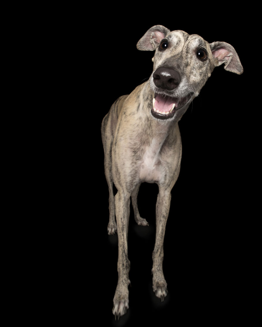 'for The Love Of Greyhounds - Adopted Greyhounds And Their Happy Ever Afters' 'for The Love Of Greyhounds - Adopted Greyhounds And Their Happy Ever Afters'