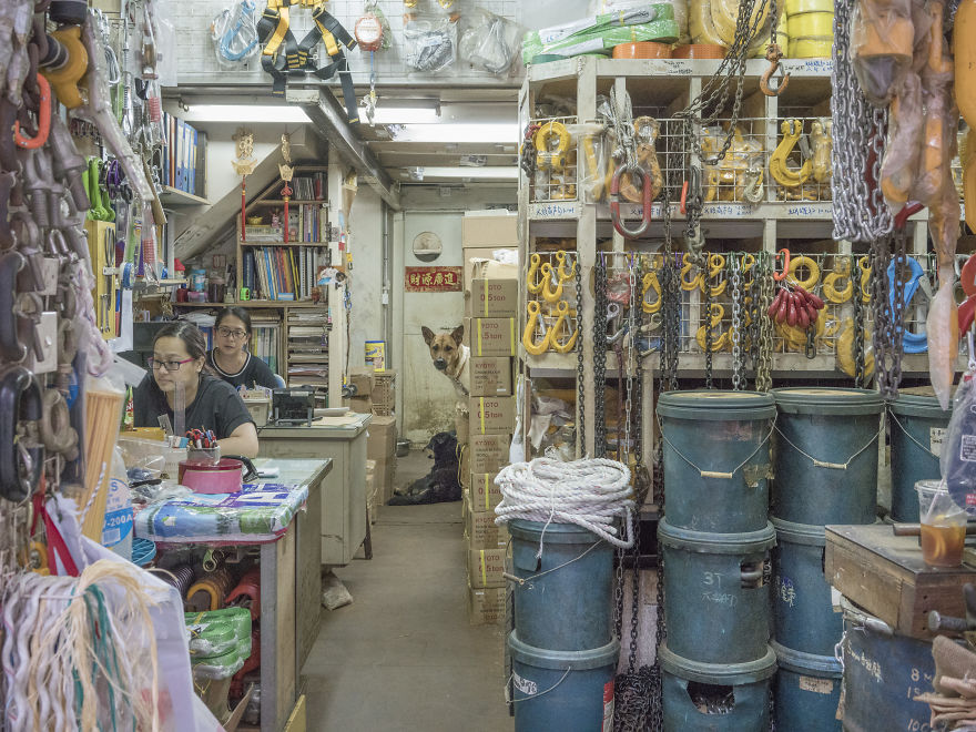 Photographer Does A Brilliant Project On The Dogs Guarding The Auto Thieves Workshops In Hong Kong