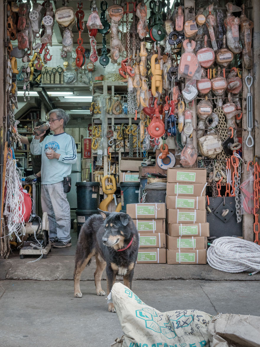 Photographer Does A Brilliant Project On The Dogs Guarding The Auto Thieves Workshops In Hong Kong