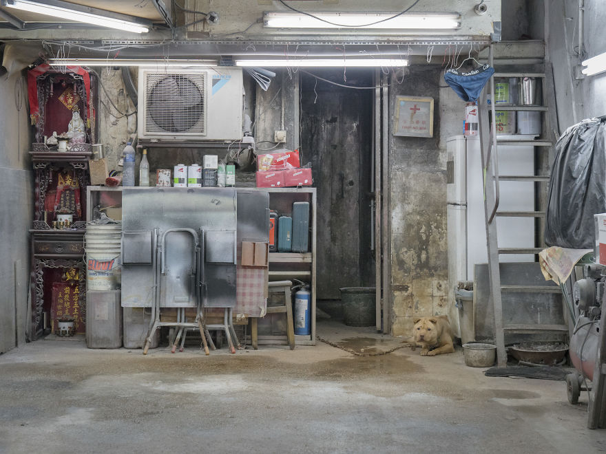 Photographer Does A Brilliant Project On The Dogs Guarding The Auto Thieves Workshops In Hong Kong