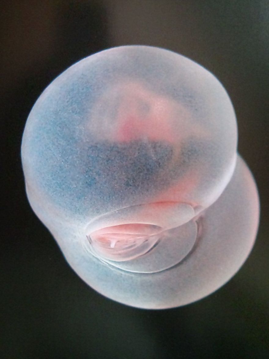 Pigbutt Worm (Chaetopterus Pugaporcinus)