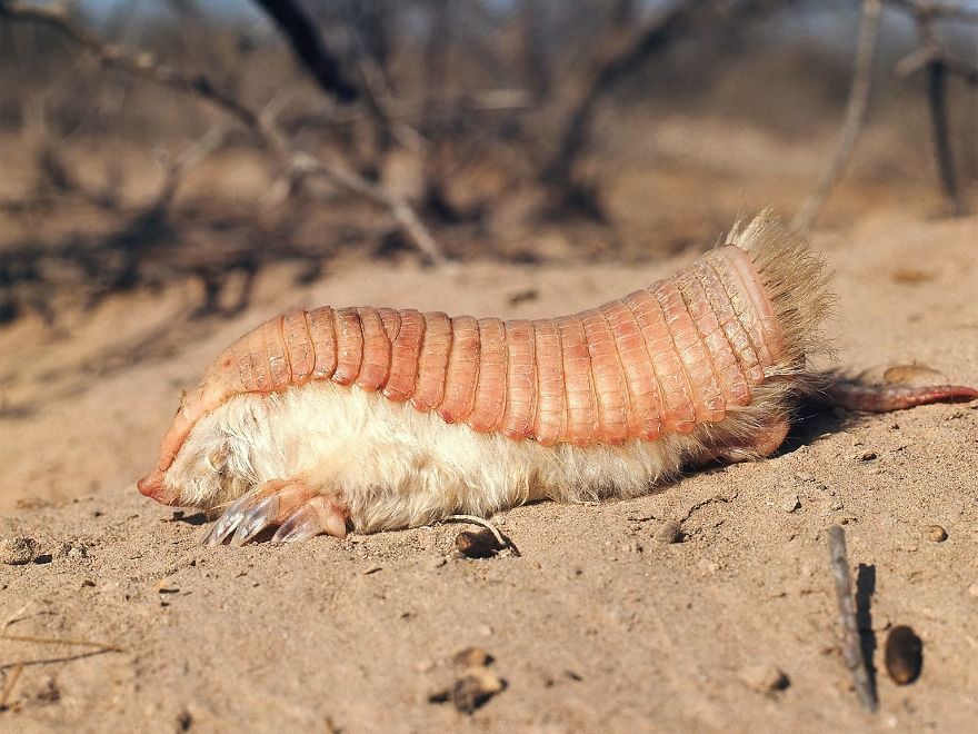 Pink Fairy Armadillo (Chlamyphorus Truncatus)