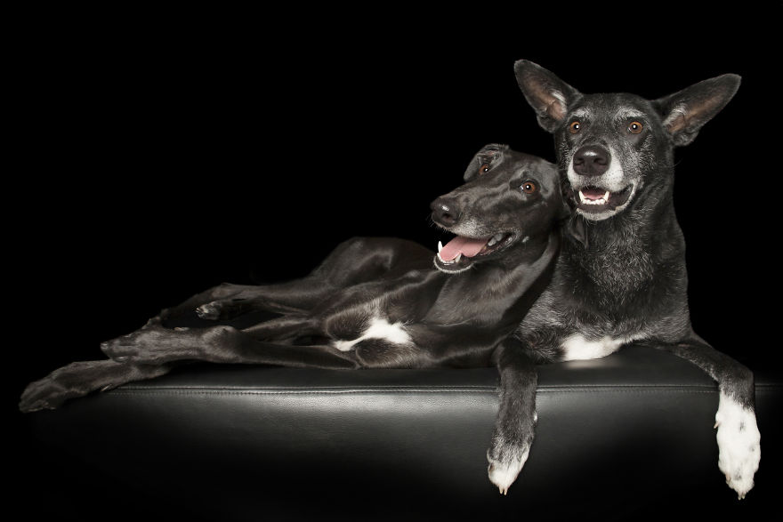 'for The Love Of Greyhounds - Adopted Greyhounds And Their Happy Ever Afters'