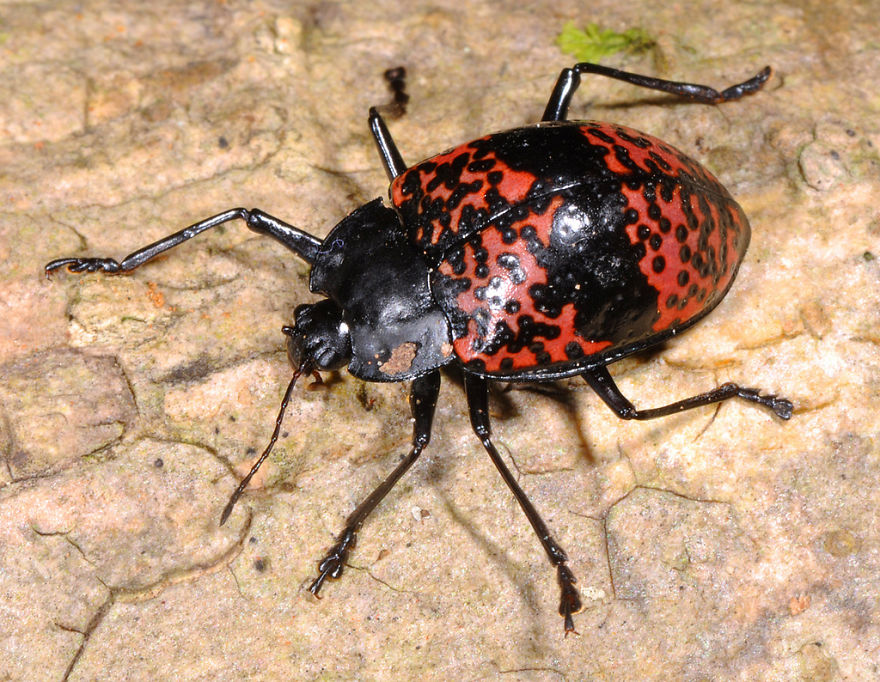 Pleasing Fungus Beetle (Erotylidae)