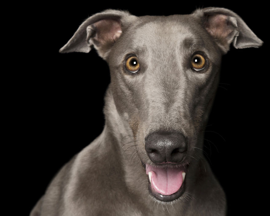'for The Love Of Greyhounds - Adopted Greyhounds And Their Happy Ever Afters'