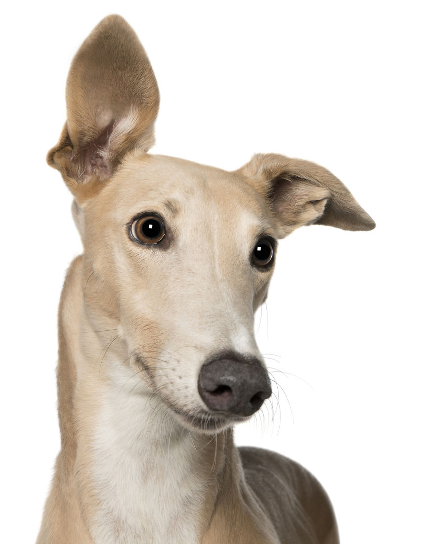 'for The Love Of Greyhounds - Adopted Greyhounds And Their Happy Ever Afters'