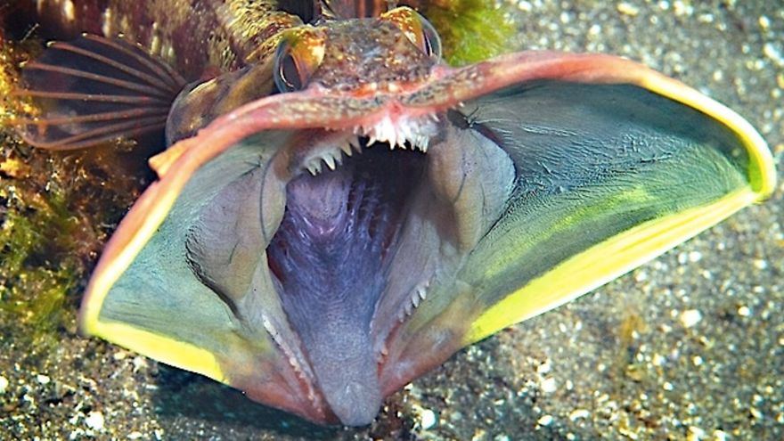 Sarcastic Fringehead (Neoclinus Blanchardi)