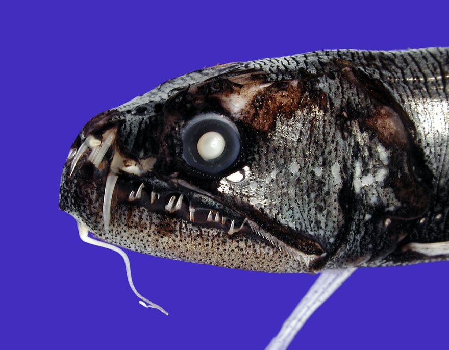 Snaggletooth (Astronesthes Richardsoni)