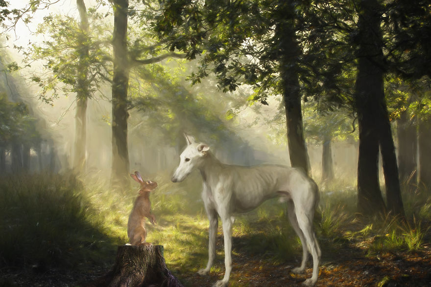 I Am A Voice For The Hunting Dogs Of Spain