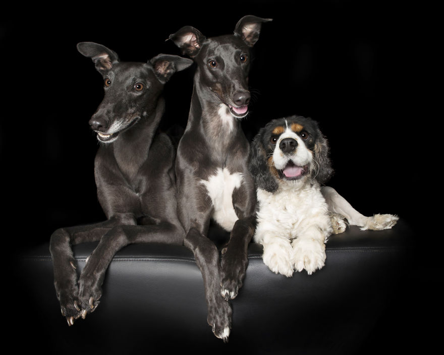 'for The Love Of Greyhounds - Adopted Greyhounds And Their Happy Ever Afters' 'for The Love Of Greyhounds - Adopted Greyhounds And Their Happy Ever Afters'