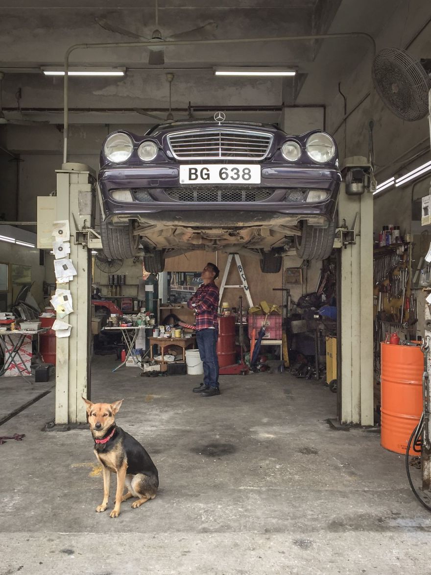 Photographer Does A Brilliant Project On The Dogs Guarding The Auto Thieves Workshops In Hong Kong
