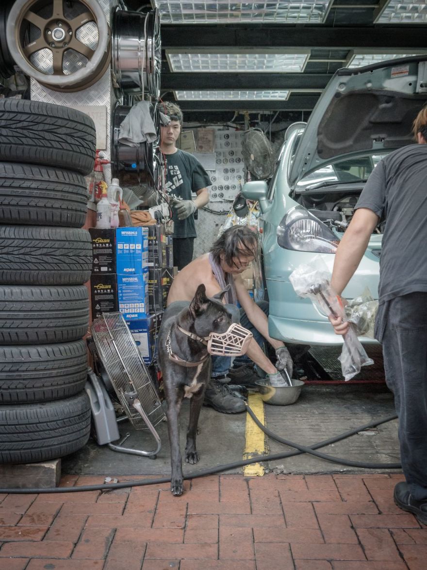 Photographer Does A Brilliant Project On The Dogs Guarding The Auto Thieves Workshops In Hong Kong
