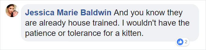 This Comic About 'Unadoptable' Cats Is Amazing This Comic About 'Unadoptable' Cats Is Amazing