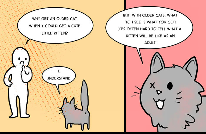 This Comic About 'Unadoptable' Cats Is Amazing