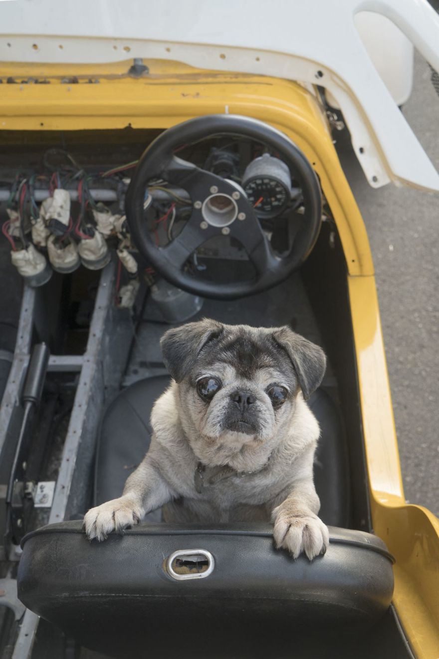 Photographer Does A Brilliant Project On The Dogs Guarding The Auto Thieves Workshops In Hong Kong