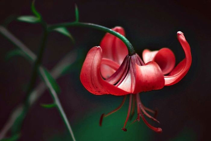 I Do Macro-Photography To Document The Beauty Of Small Things