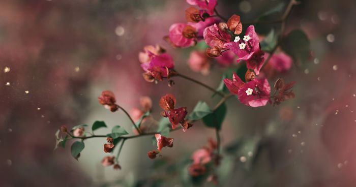 I Do Macro-Photography To Document The Beauty Of Small Things