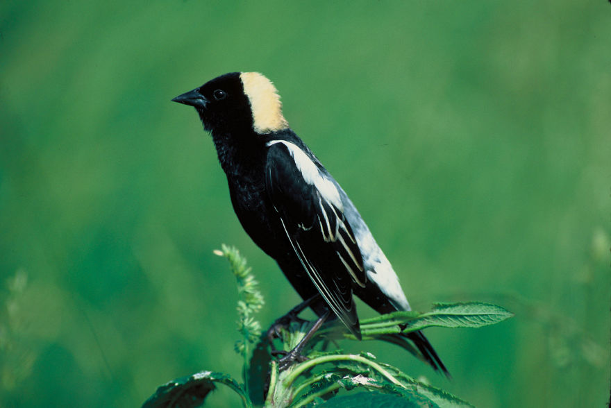 Bobolink (Dolichonyx Oryzivorus)