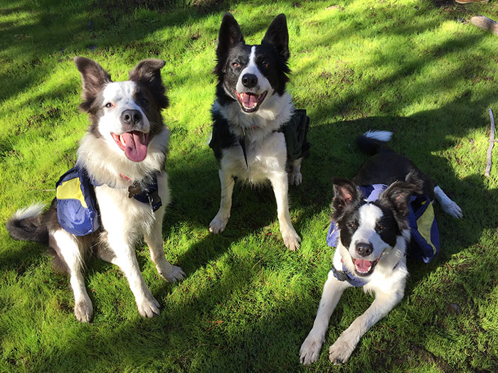 Chile Finds A Genius Way To Restore Burnt Forests, And All They Need Is 3 Dogs Chile Finds A Genius Way To Restore Burnt Forests, And All They Need Is 3 Dogs