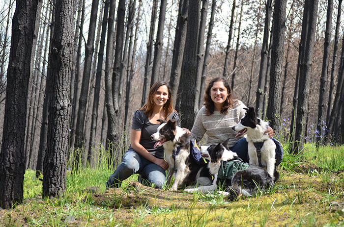 Chile Finds A Genius Way To Restore Burnt Forests, And All They Need Is 3 Dogs Chile Finds A Genius Way To Restore Burnt Forests, And All They Need Is 3 Dogs