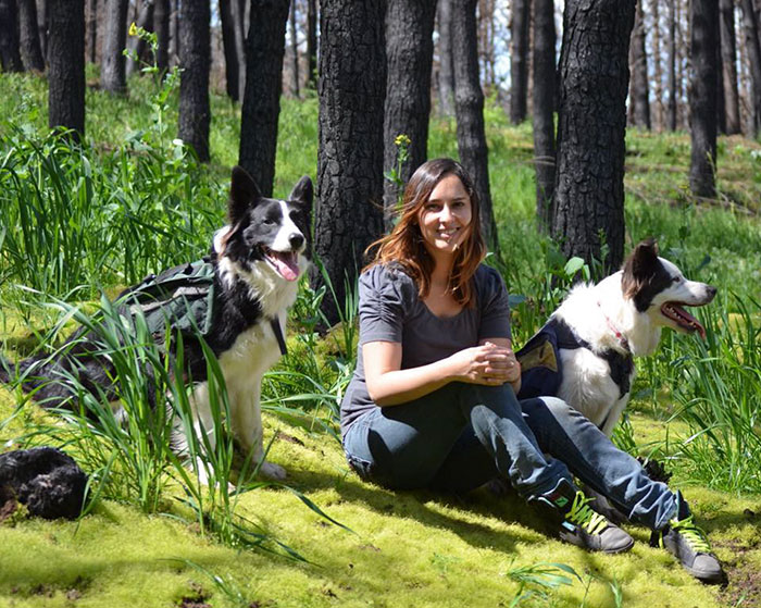 Chile Finds A Genius Way To Restore Burnt Forests, And All They Need Is 3 Dogs