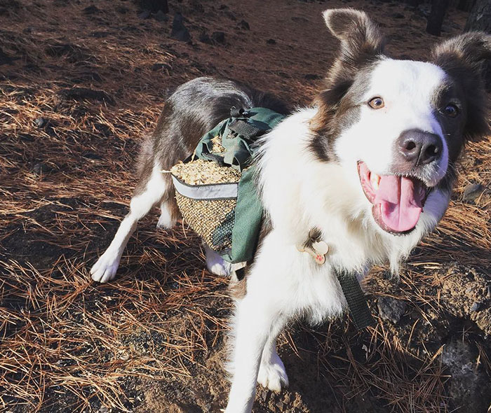 Chile Finds A Genius Way To Restore Burnt Forests, And All They Need Is 3 Dogs