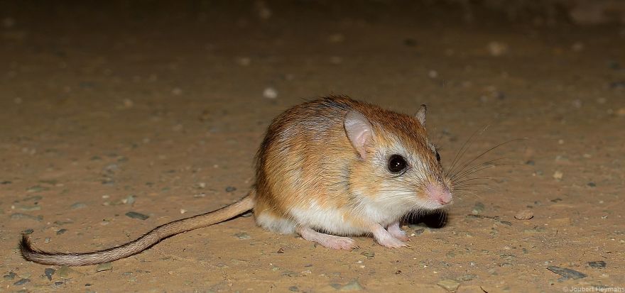 Bushy-Tailed Hairy-Footed Gerbil (Gerbillurus Vallinus)