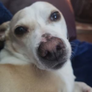 jellocreamcat avatar