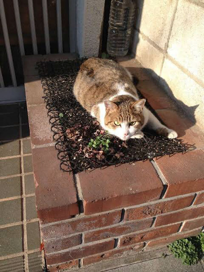 Japanese Man Creates Anti-Cat Keyboard Protection, Tests It On His Cat Japanese Man Creates Anti-Cat Keyboard Protection, Tests It On His Cat