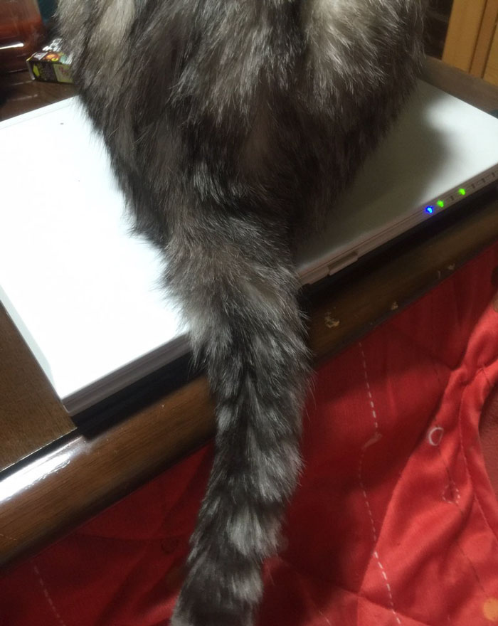 Japanese Man Creates Anti-Cat Keyboard Protection, Tests It On His Cat