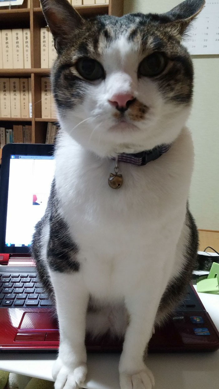 Japanese Man Creates Anti-Cat Keyboard Protection, Tests It On His Cat Japanese Man Creates Anti-Cat Keyboard Protection, Tests It On His Cat