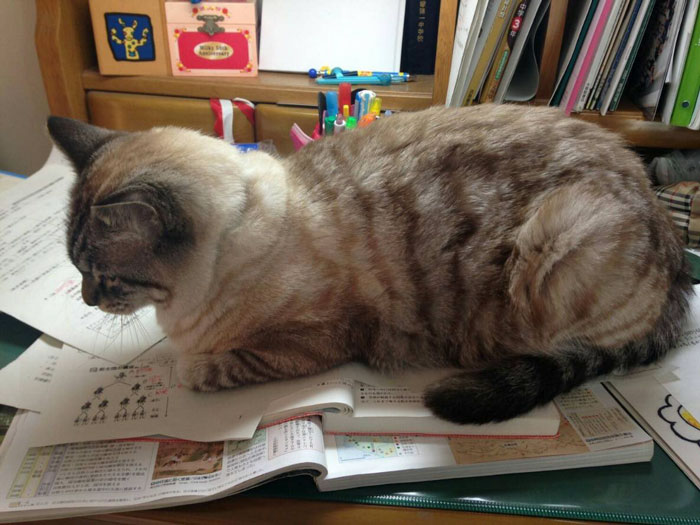 Japanese Man Creates Anti-Cat Keyboard Protection, Tests It On His Cat Japanese Man Creates Anti-Cat Keyboard Protection, Tests It On His Cat