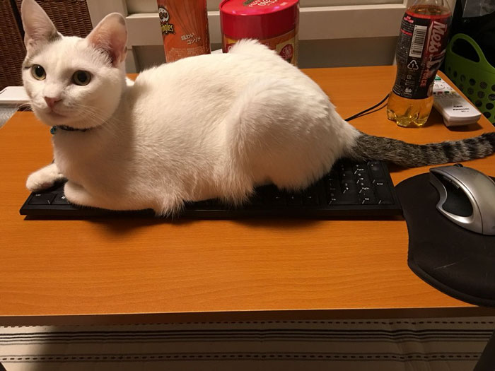 Japanese Man Creates Anti-Cat Keyboard Protection, Tests It On His Cat Japanese Man Creates Anti-Cat Keyboard Protection, Tests It On His Cat