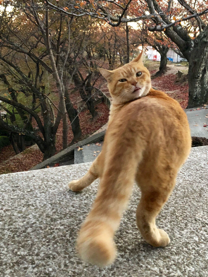 Two Cats In Japan Have Been Trying To Sneak Into A Museum For Years (30 Pics) Two Cats In Japan Have Been Trying To Sneak Into A Museum For Years (30 Pics)