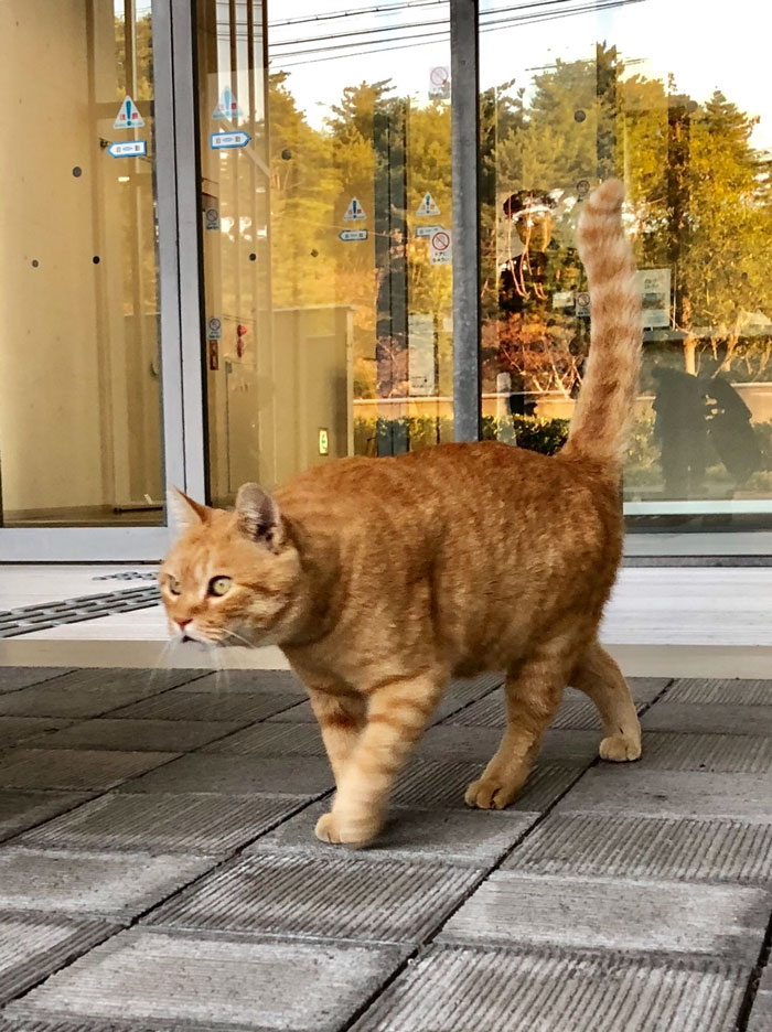Two Cats In Japan Have Been Trying To Sneak Into A Museum For Years (30 Pics) Two Cats In Japan Have Been Trying To Sneak Into A Museum For Years (30 Pics)