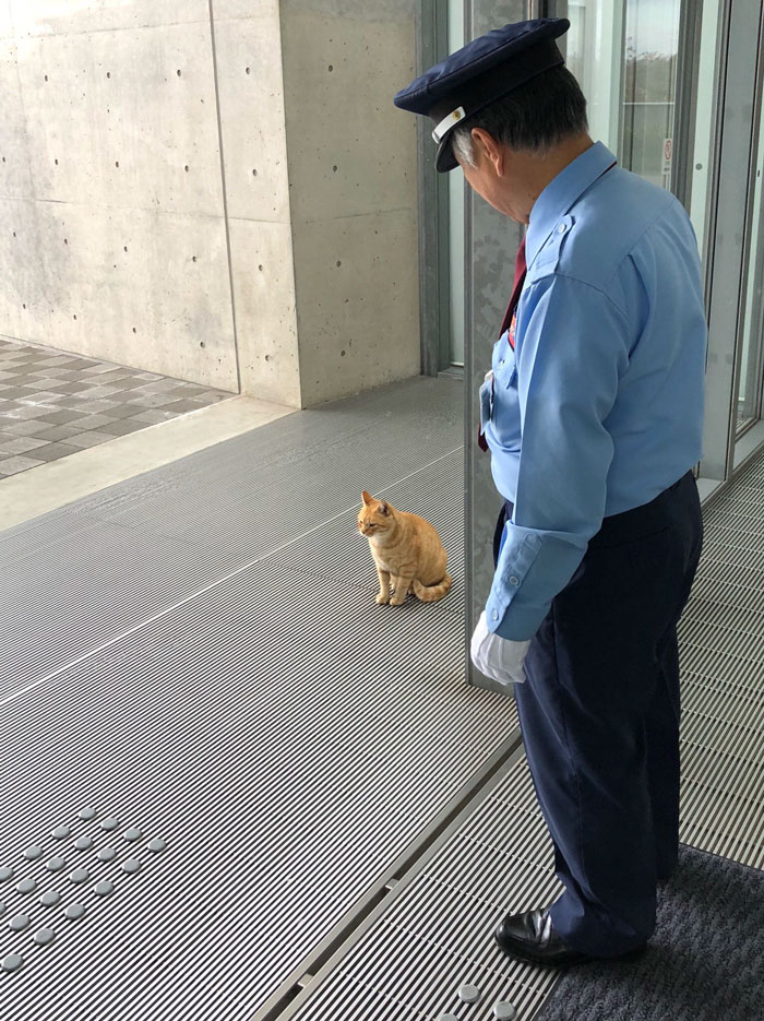 Two Cats In Japan Have Been Trying To Sneak Into A Museum For Years (30 Pics) Two Cats In Japan Have Been Trying To Sneak Into A Museum For Years (30 Pics)