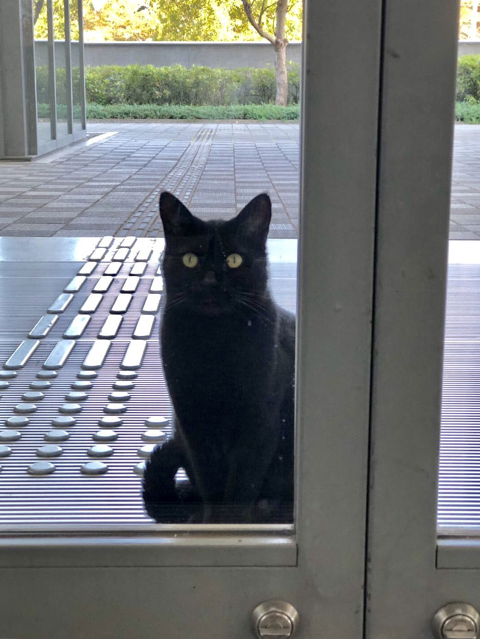Two Cats In Japan Have Been Trying To Sneak Into A Museum For Years (30 Pics) Two Cats In Japan Have Been Trying To Sneak Into A Museum For Years (30 Pics)
