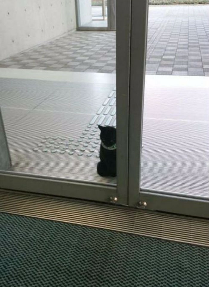 Two Cats In Japan Have Been Trying To Sneak Into A Museum For Years (30 Pics) Two Cats In Japan Have Been Trying To Sneak Into A Museum For Years (30 Pics)