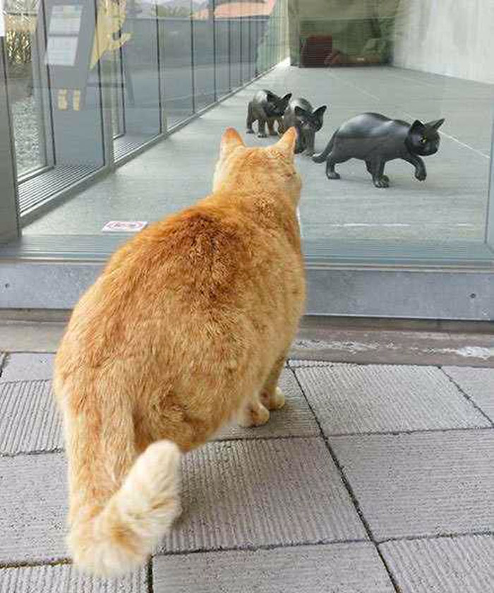 Two Cats In Japan Have Been Trying To Sneak Into A Museum For Years (30 Pics) Two Cats In Japan Have Been Trying To Sneak Into A Museum For Years (30 Pics)