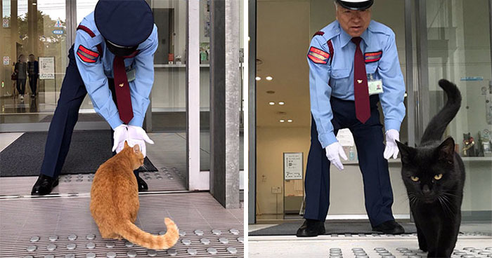 Estos dos gatos llevan años intentando colarse en un museo de Japón (30 imágenes)