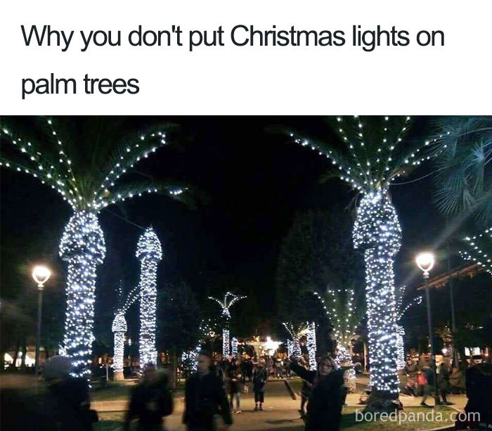 Christmas memes: Palm trees wrapped in festive lights, creating a funny scene at night.