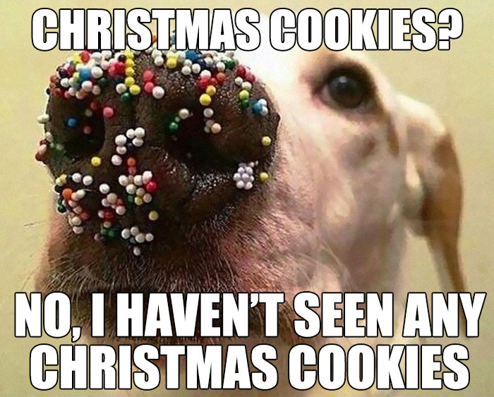 Dog with sprinkles on its nose humorously denies eating Christmas cookies.