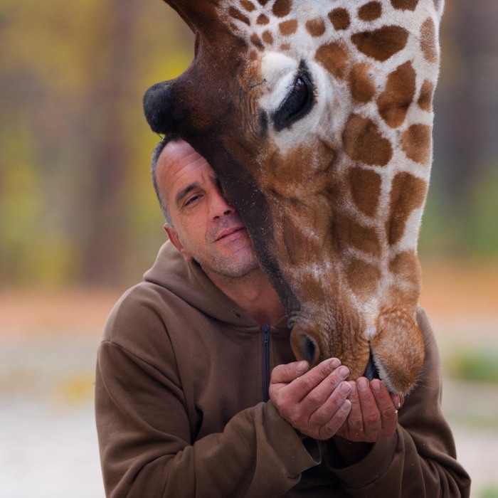 A Special Bond Between The Zookeeper And Giraffes